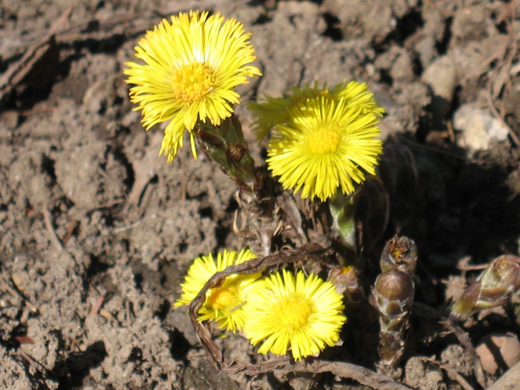 Huflattich - Naturheilpraxis Katharina Studer - Langendorf