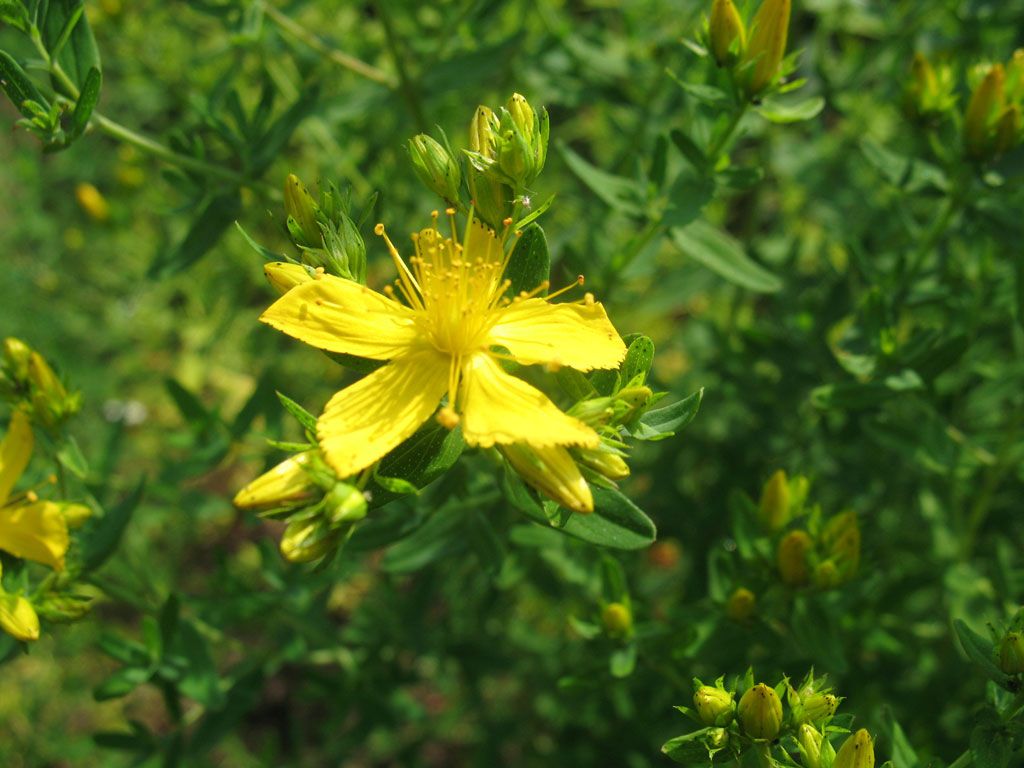 Johanniskraut - Naturheilpraxis Katharina Studer - Langendorf