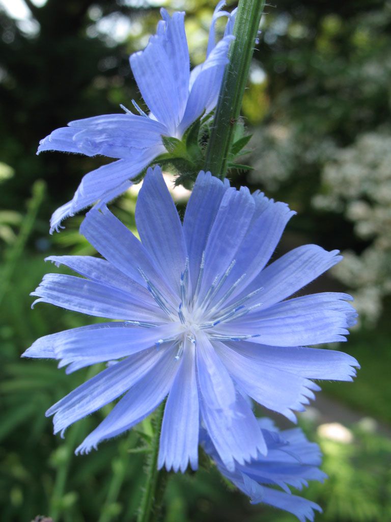 Bärlauch - Naturheilpraxis Katharina Studer - Langendorf