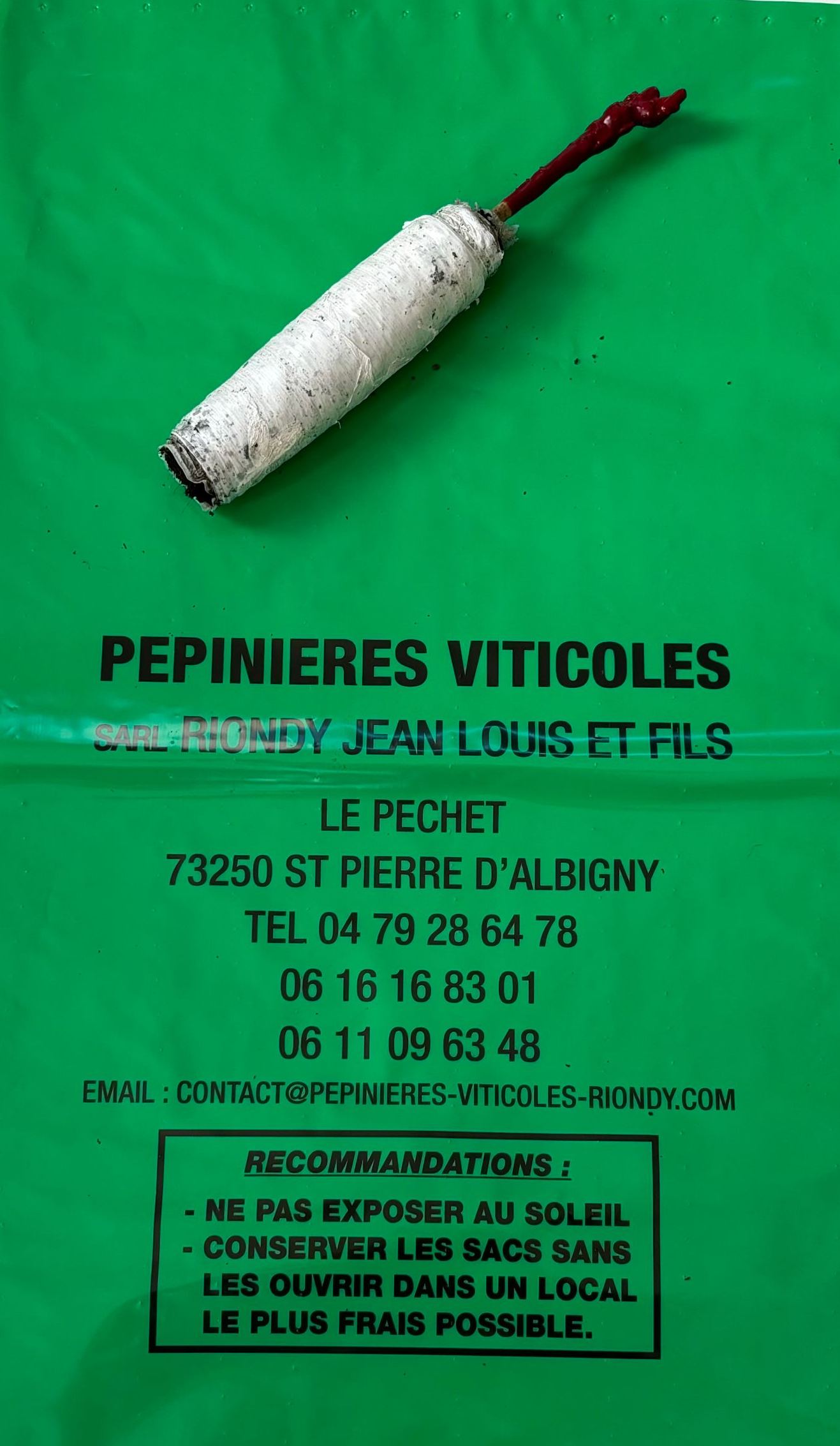 Image : un plant en vigne-motte.