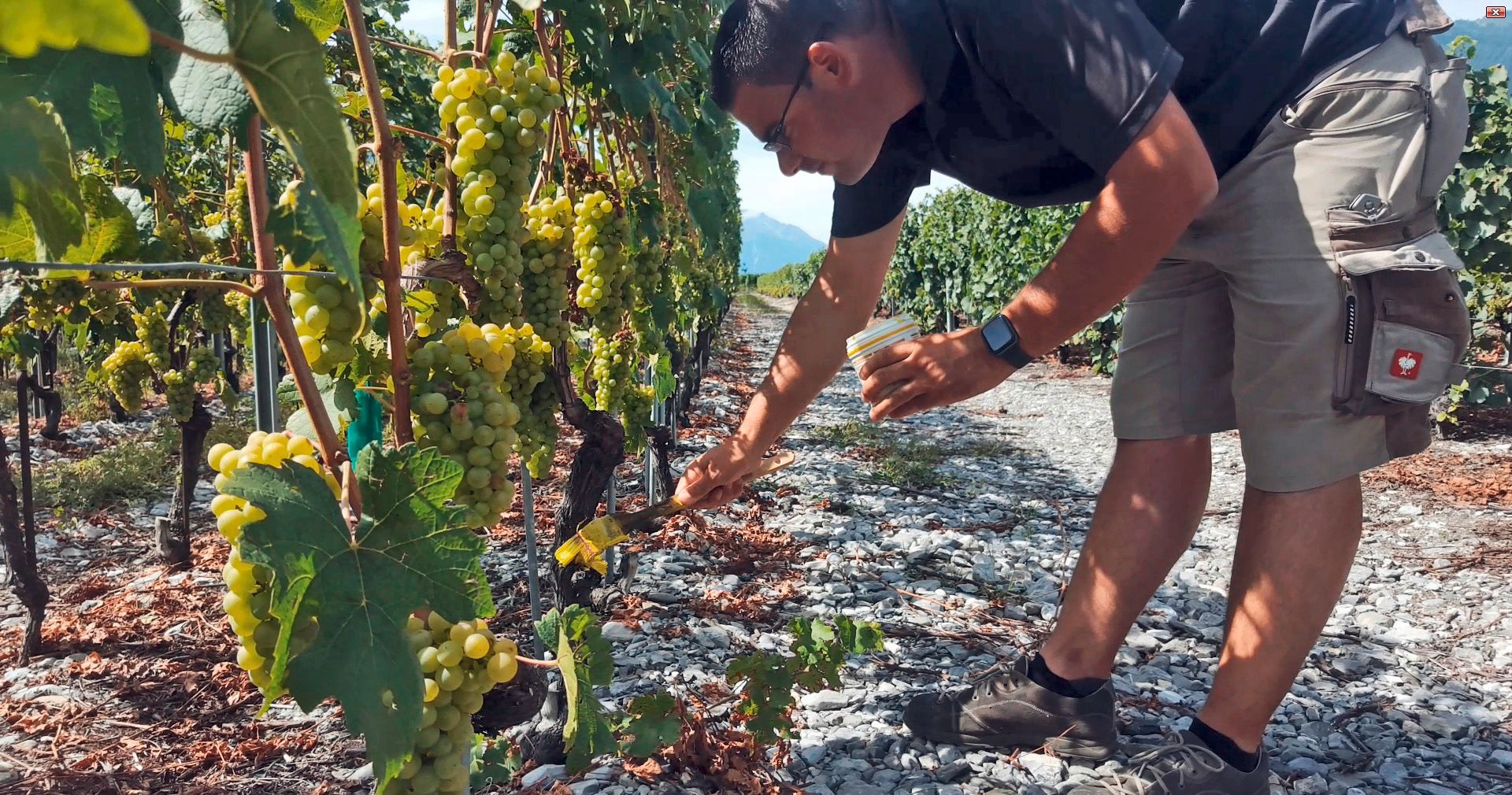 Un tracteur vert tire une benne à ordures verte dans un champ avec des montagnes en arrière-plan.