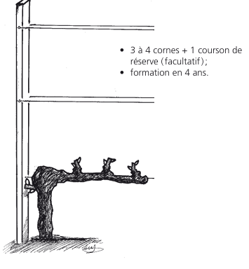 Schéma d'une vigne conduite avec 3 à 4 pieds et un pied de réserve ; la formation prend 4 ans.