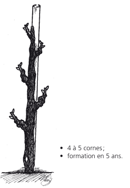 Diagramme d'un tronc d'arbre avec plusieurs branches taillées ; étiqueté « 4 à 5 cornes ; formation en 5 ans ».