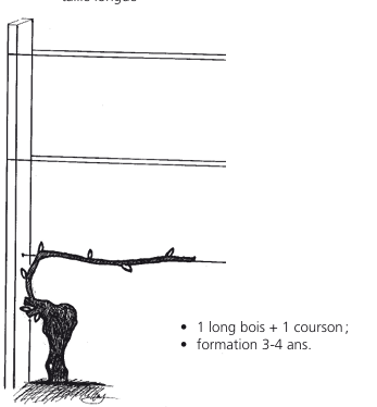 Schéma d'une vigne conduite en longs sarments et en éperons.