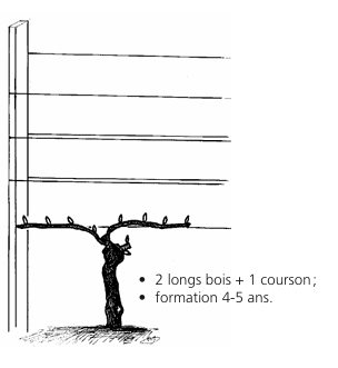 Schéma d'une vigne conduite avec des fils horizontaux ; montrant 2 longs sarments et un éperon.