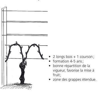 Schéma d'une vigne taillée avec deux longs sarments, un éperon, et description de ses caractéristiques.