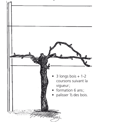Schéma de la taille de la vigne, montrant les bois longs, les filières et les méthodes de conduite.