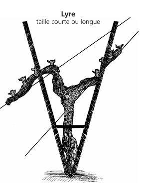 Schéma d'une vigne en forme de lyre. Le tronc est positionné au centre, avec deux bras s'étendant vers le haut et un système de treillage en fil de fer.