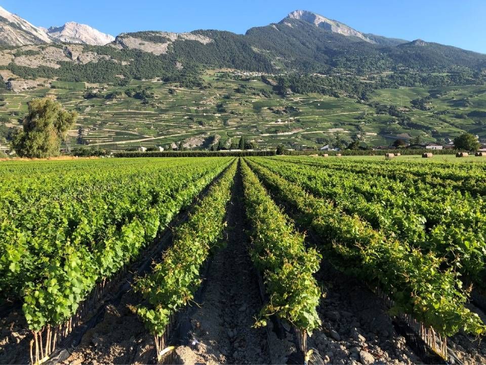 Des rangées de vignes vertes dans un champ, avec des montagnes en arrière-plan, sous un ciel bleu.