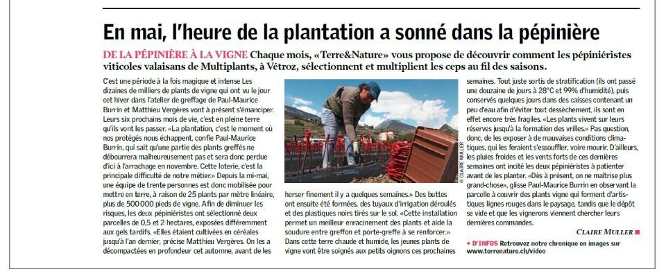 Un homme plante des plantes rouges dans un champ ; texte en français sur la plantation en pépinière.