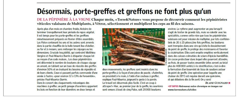 Article traitant du greffage de la vigne, avec un gros plan de greffons préparés.