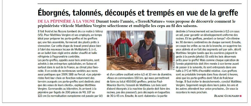 Deux personnes préparent les vignes pour le greffage, l'une d'elles coupe les tiges.