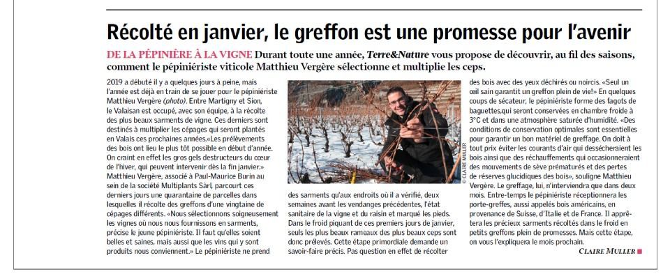 L'article, intitulé « Récoltée en janvier, la greffe est une promesse pour l'avenir », comprend une photo de personnes travaillant dans un vignoble.