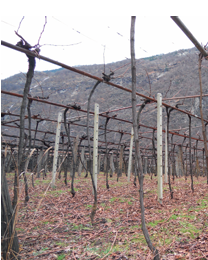 Vignes nues dans un vignoble, soutenues par un système de treillis métallique, avec des montagnes en arrière-plan.