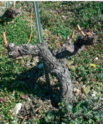 Vigne aux branches taillées dans un champ. Sarments bruns sur fond de végétation basse.