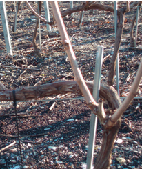 Sarments de vigne taillés, attachés à des tuteurs dans un vignoble, vignes brunes sur un sol sombre.