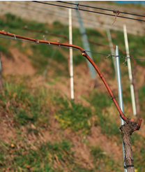 Branche de vigne palissée le long d'un fil dans un vignoble, brun avec une colline verte en arrière-plan.