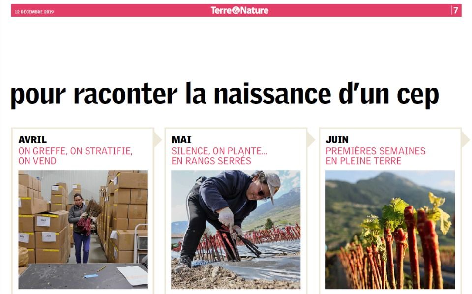 Trois images illustrant les étapes de la naissance de la vigne : avril – greffage ; mai – plantation ; juin – début de croissance.