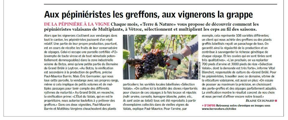 Article textuel sur la culture de la vigne, avec photo d'une main tenant une grappe de raisin.