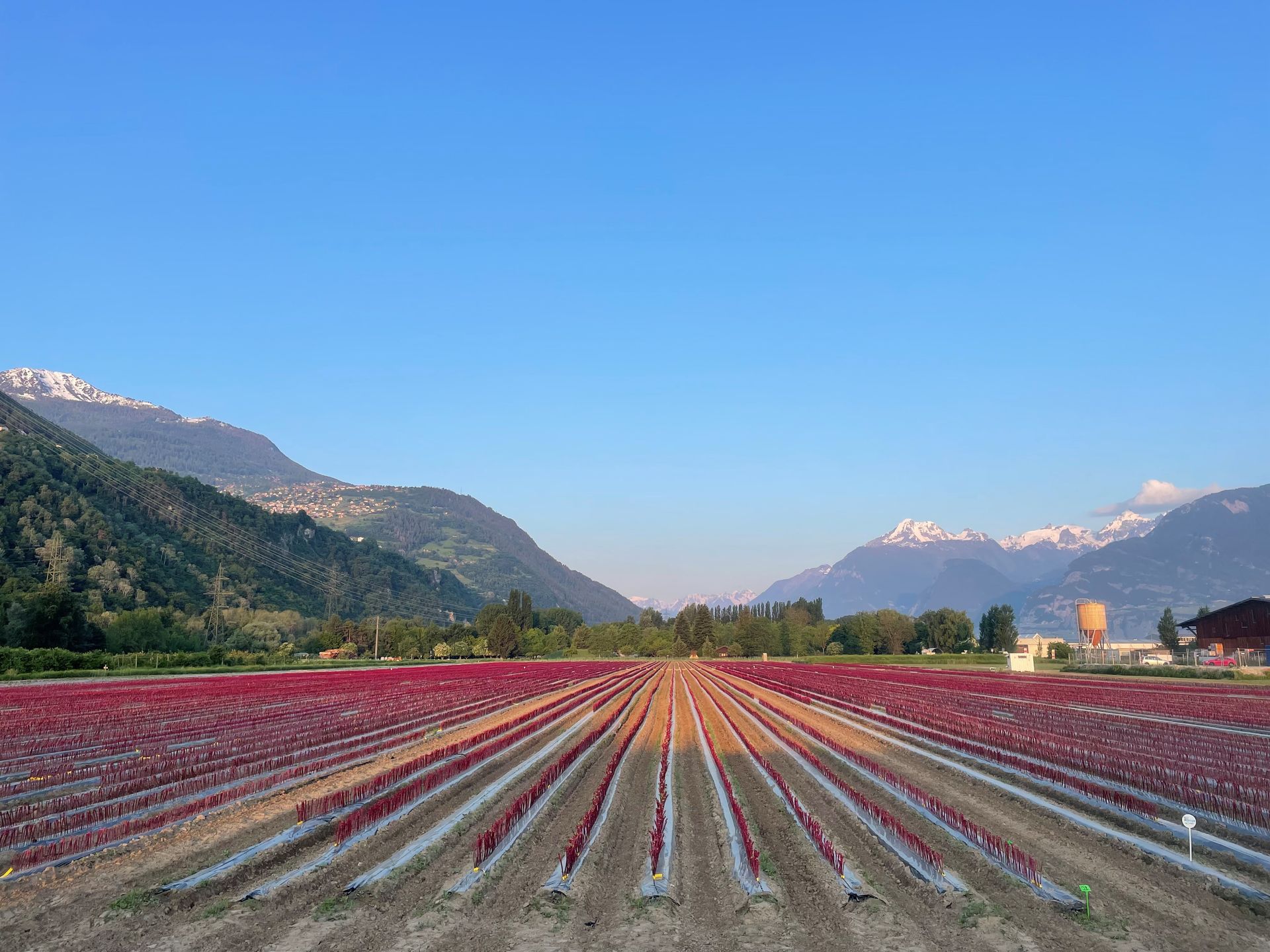 Un tracteur laboure un vignoble, avec une ville et des montagnes en arrière-plan. Ciel couvert, tons terreux.