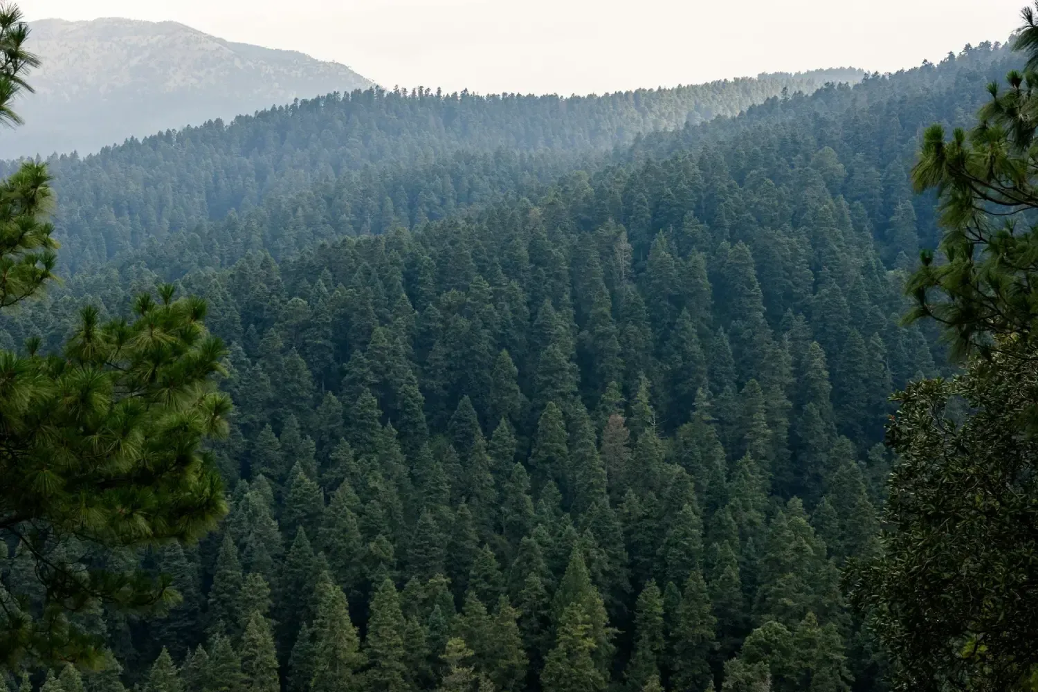 Un bosque repleto de pellets para combustión