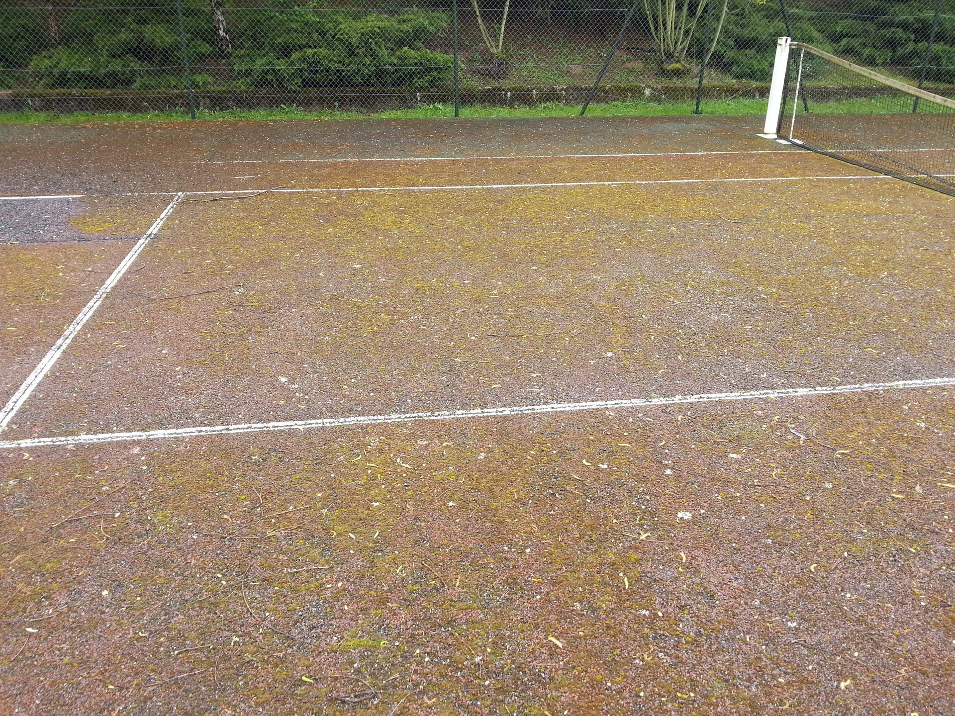 Court de tennis envahi par la végétation, avec lignes blanches et filet. Feuillage vert en arrière-plan.