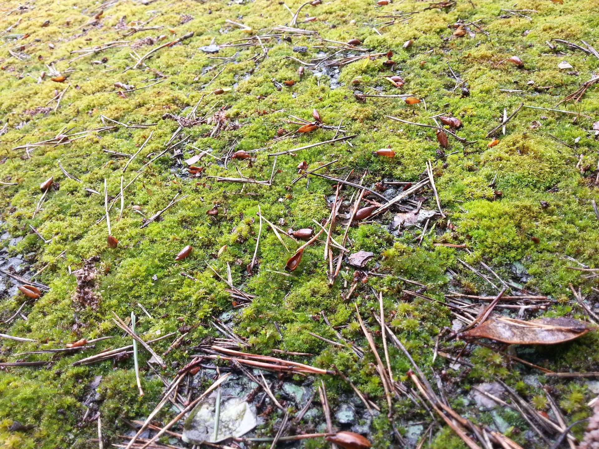 Mousse verte et débris tombés sur une surface rocheuse.