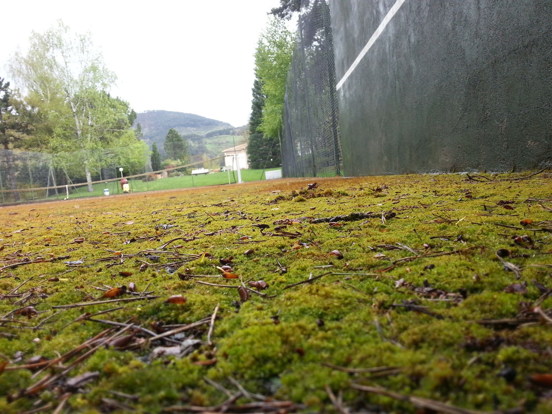 Un court de tennis est recouvert de mousse verte, avec un mur sombre à droite et des arbres au loin.