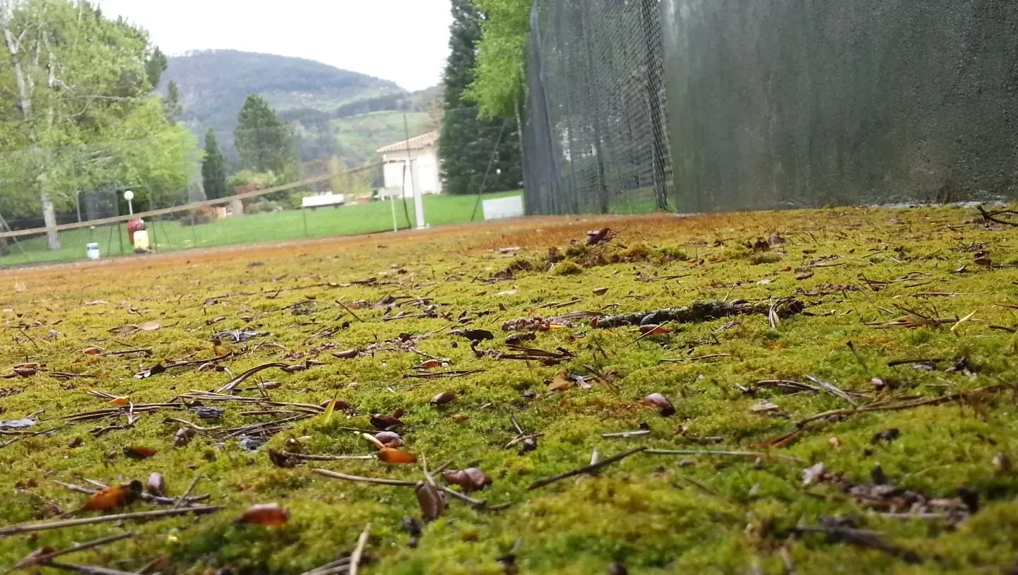 Gros plan sur de la mousse verte recouvrant le sol près d'un court de tennis. Montagne et arbres en arrière-plan.