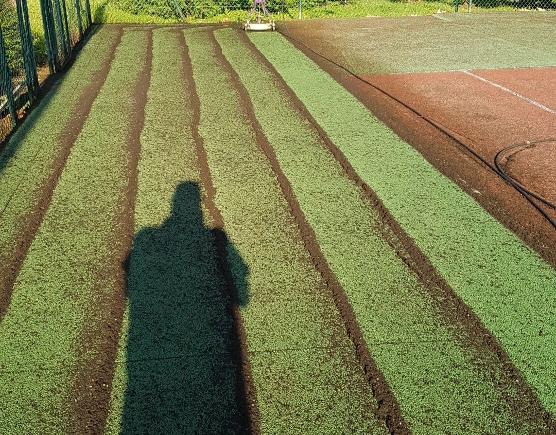 Ombre d'une personne sur un champ de plantes aux rangées de terre sombre. Plantes vertes poussant en bandes.