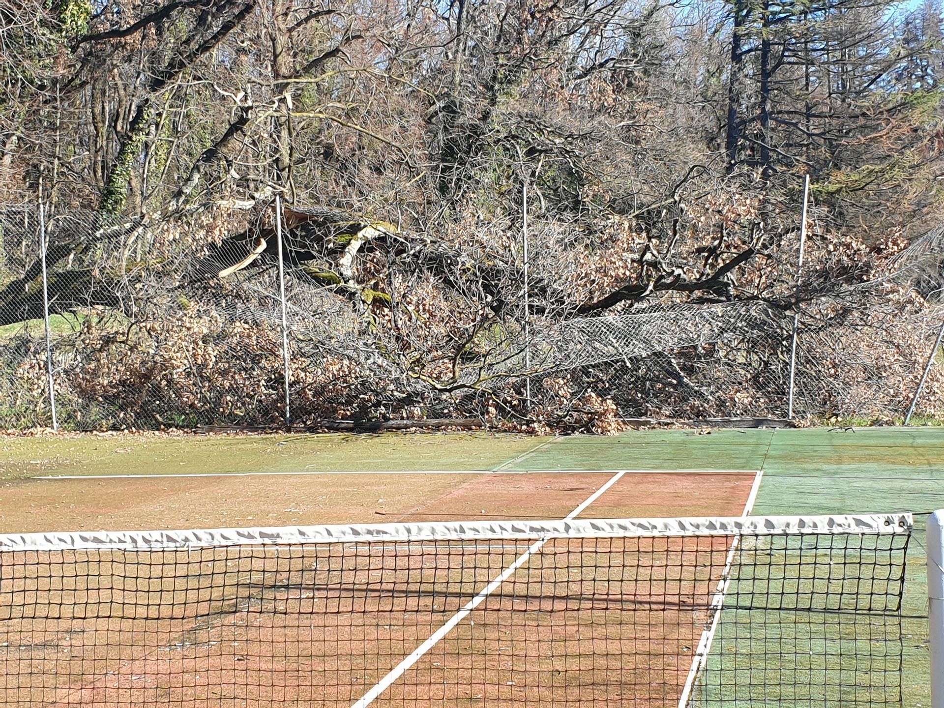 Court de tennis avec filet au premier plan, arbres et feuillage en arrière-plan.