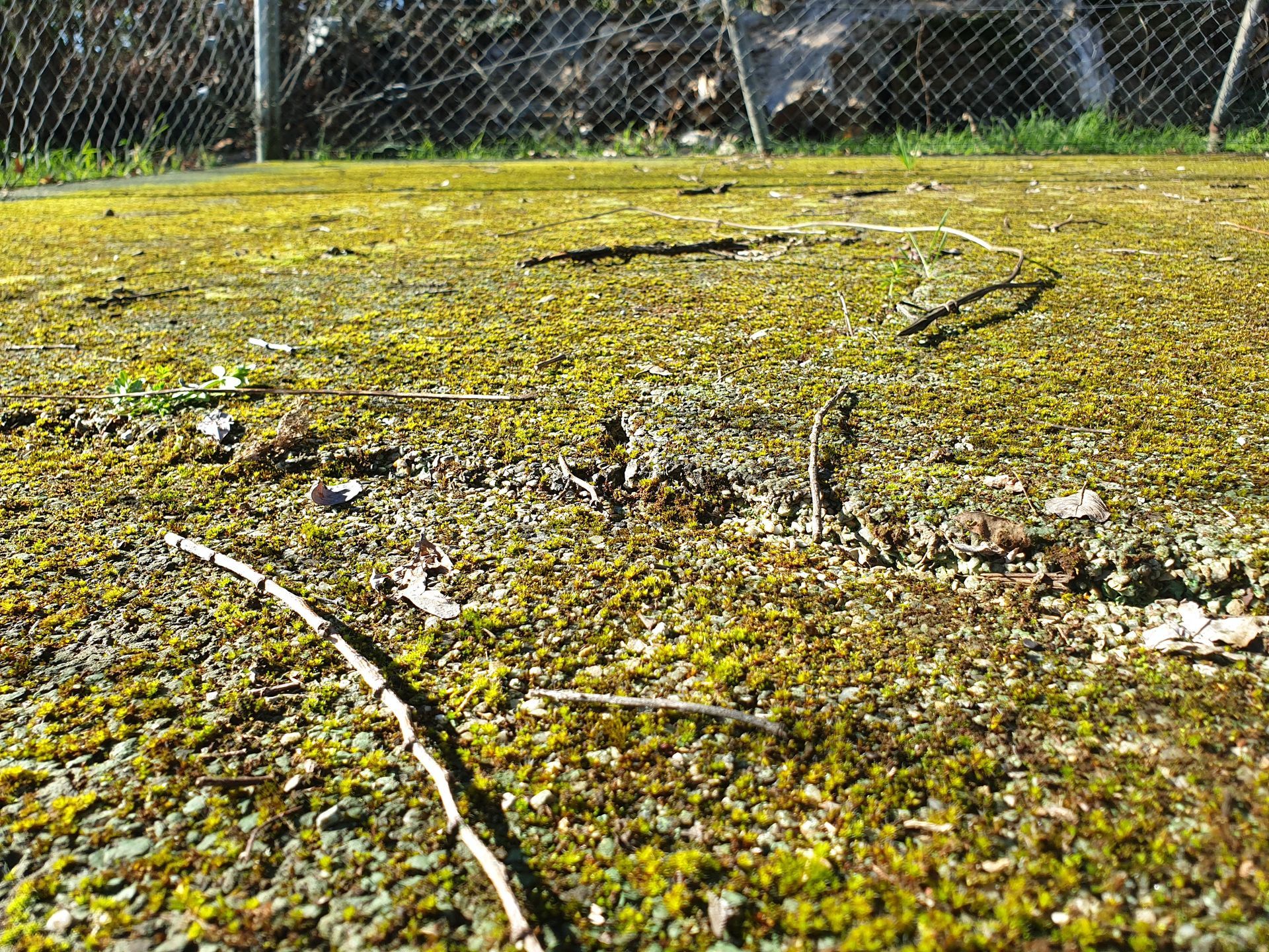 Gros plan sur un sol moussu avec une clôture en grillage en arrière-plan. Branches et feuilles éparpillées au sol.