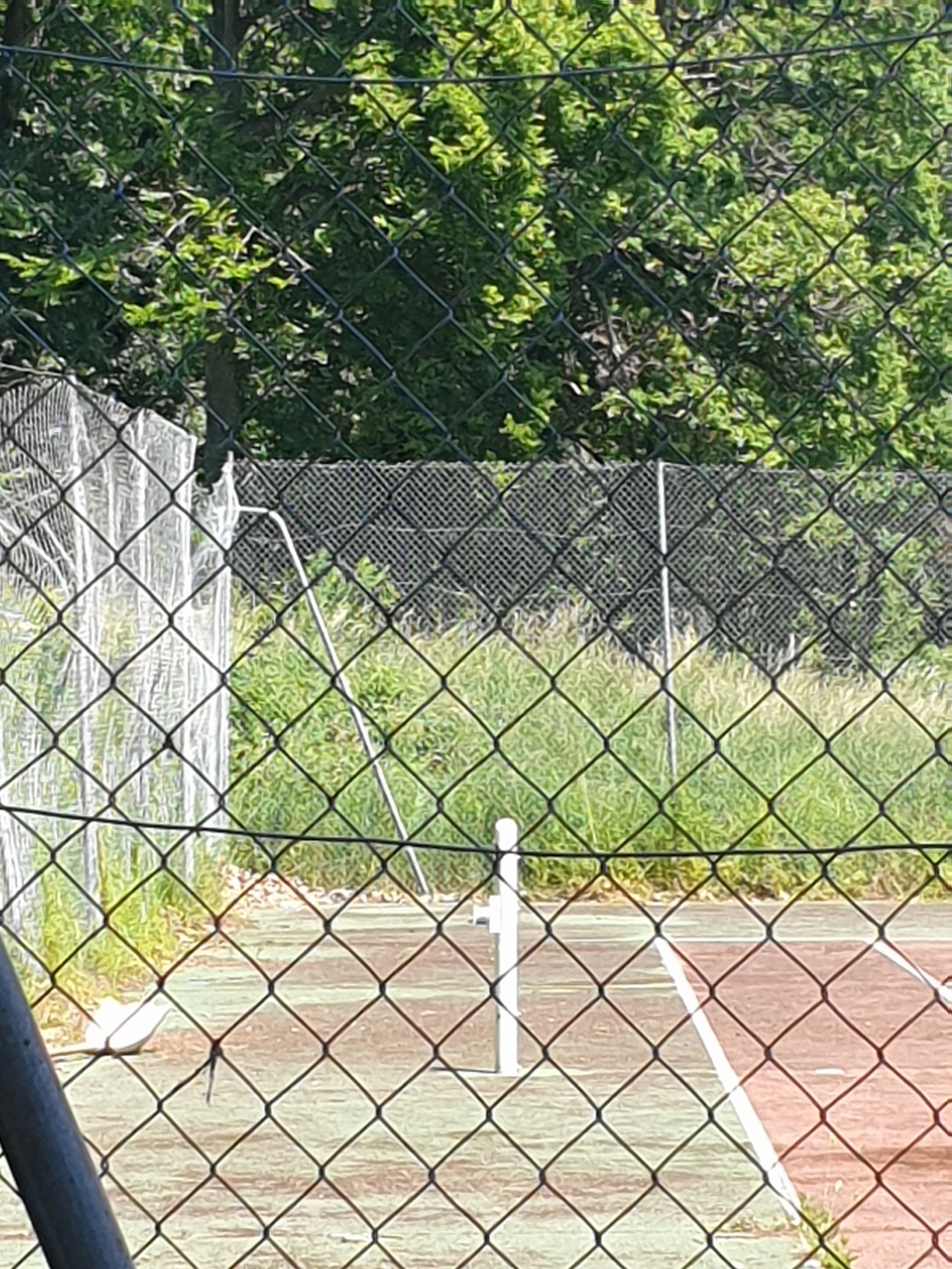 Court de tennis derrière une clôture en grillage, envahi par la végétation et avec des arbres en arrière-plan.