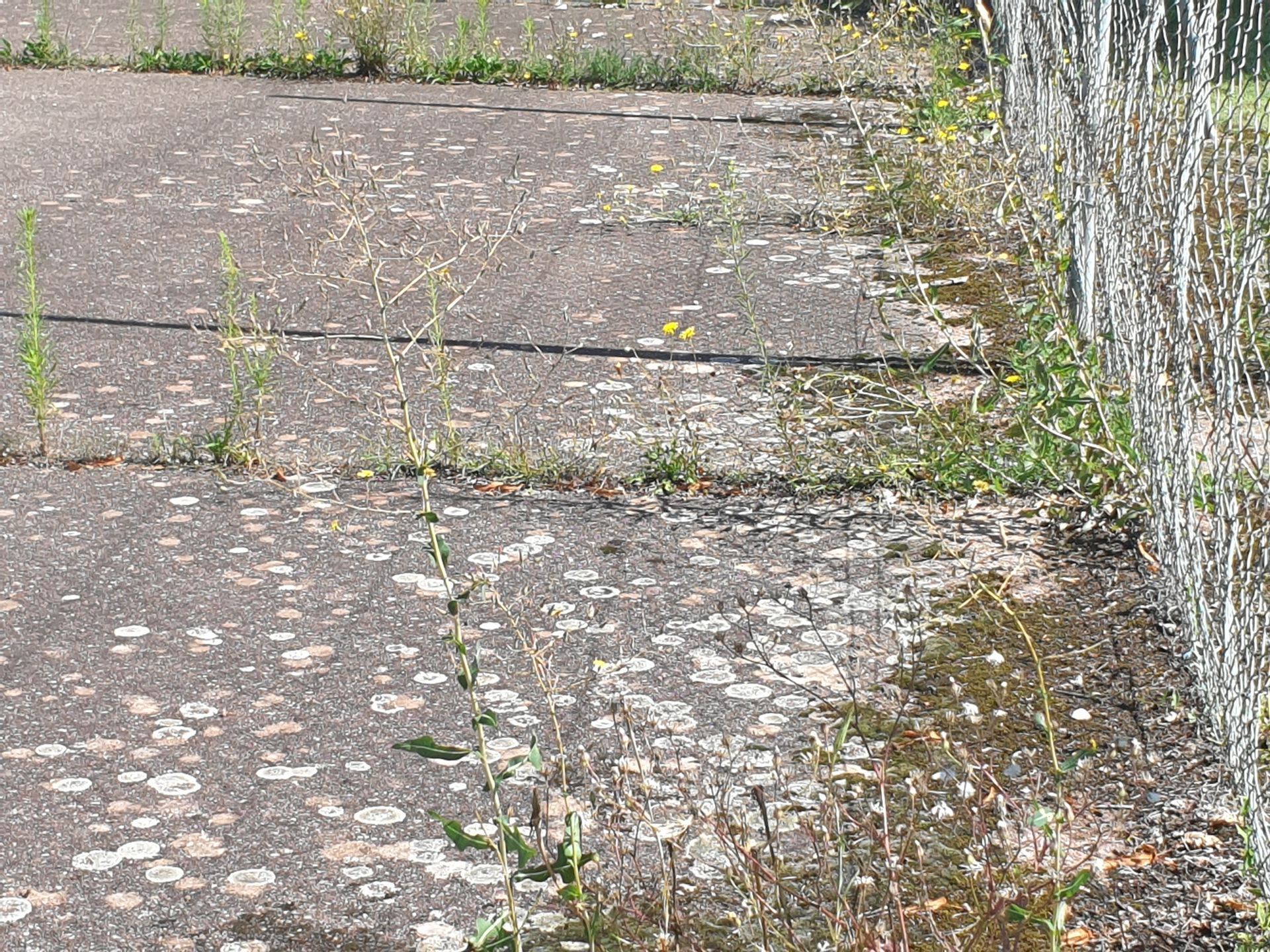 Allée en béton où poussent des mauvaises herbes dans les fissures, à côté d'une clôture en grillage.