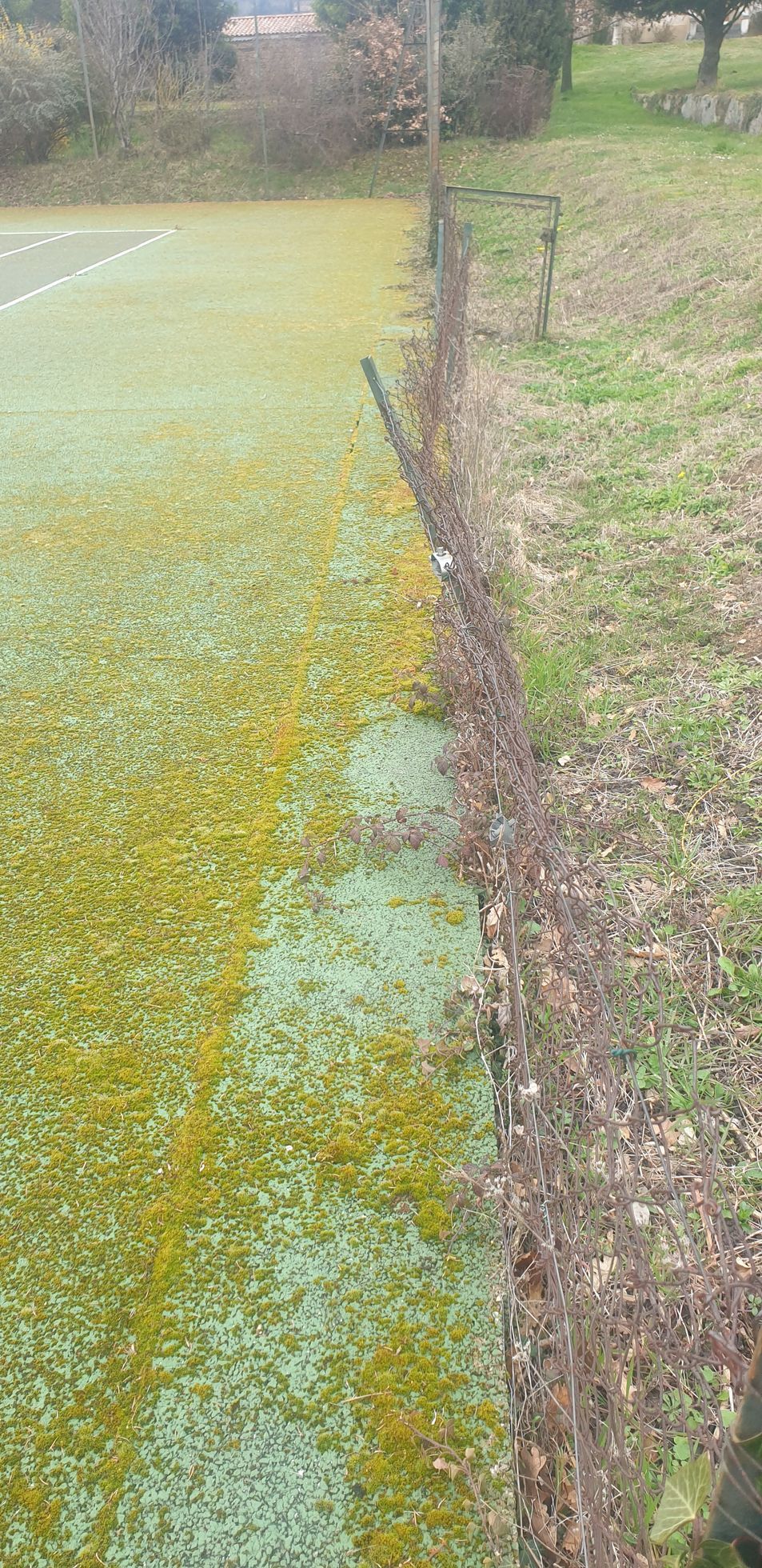 Une zone herbeuse bordée d'arbres, au sol vert parsemé de taches jaunes.