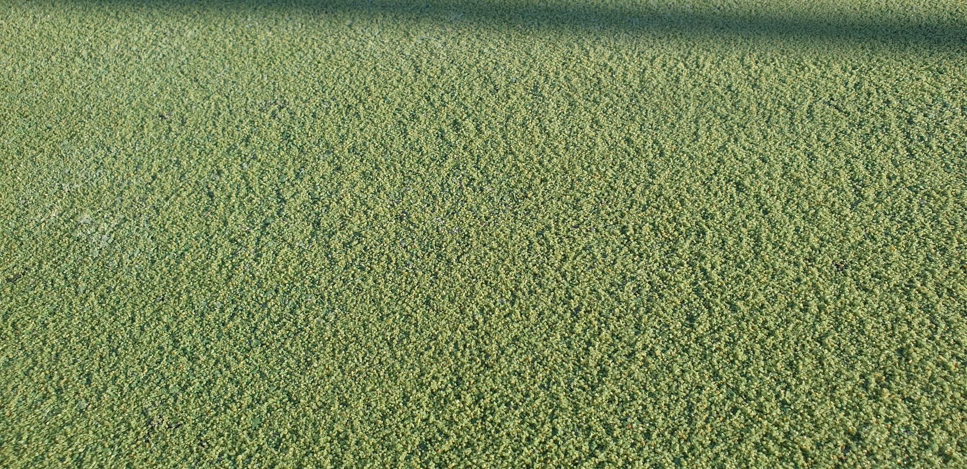 Gazon artificiel vert, probablement la surface d'un terrain de sport.