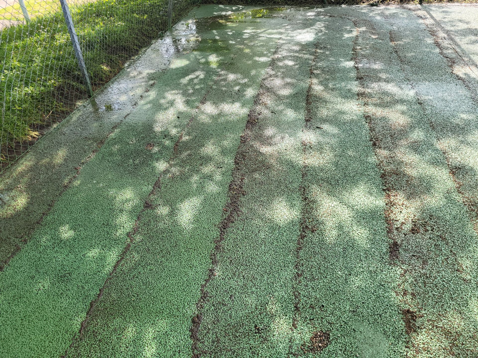 Un bassin rectangulaire recouvert de plantes vertes, avec une clôture en grillage sur le côté.