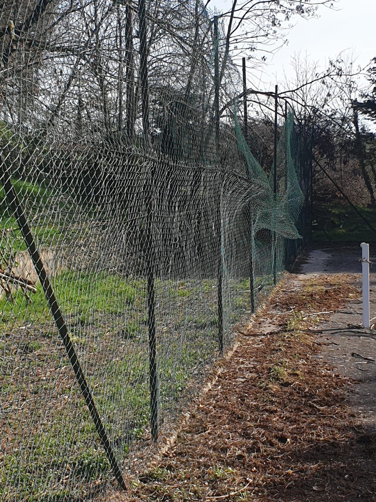 Une clôture en grillage vert recouverte de toiles d'araignée borde un chemin de terre, avec des arbres en arrière-plan.
