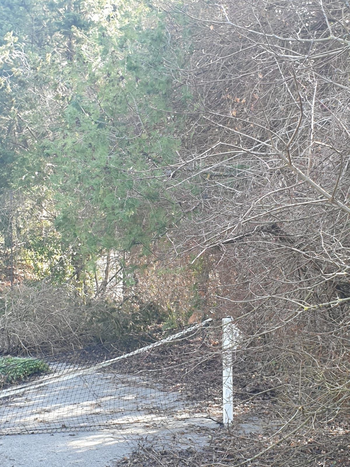 Chemin menant à un poteau de clôture dans une zone boisée avec des arbres et des buissons.