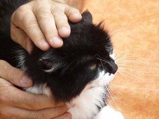 Le Jardin du Simurgh - Nussbaumer Viviane