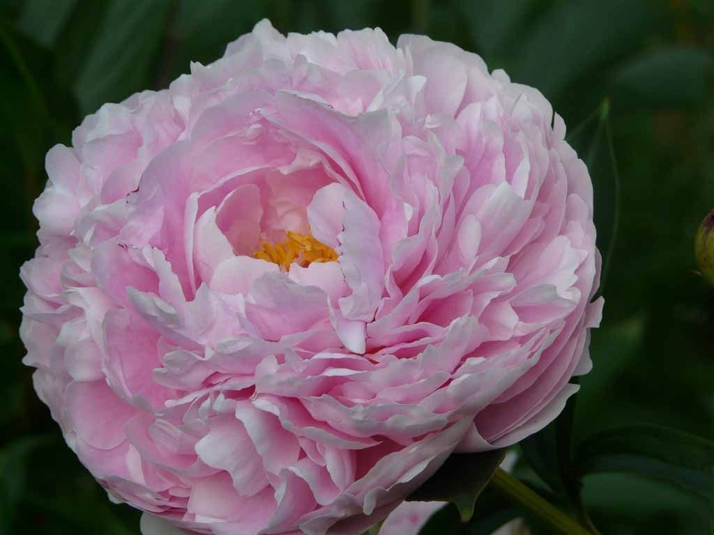 Le Jardin du Simurgh - Reiki - Saint-Légier