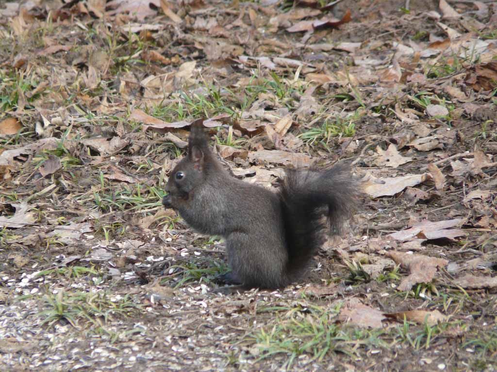 Le Jardin du Simurgh - Reiki - Saint-Légier
