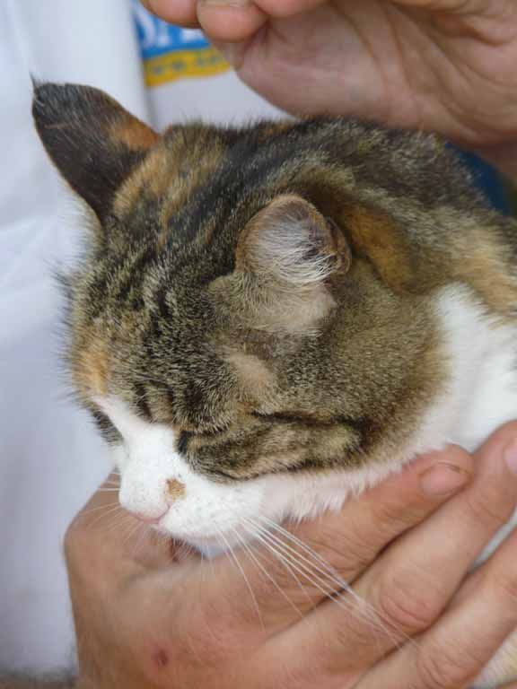 Le Jardin du Simurgh - Reiki - Saint-Légier