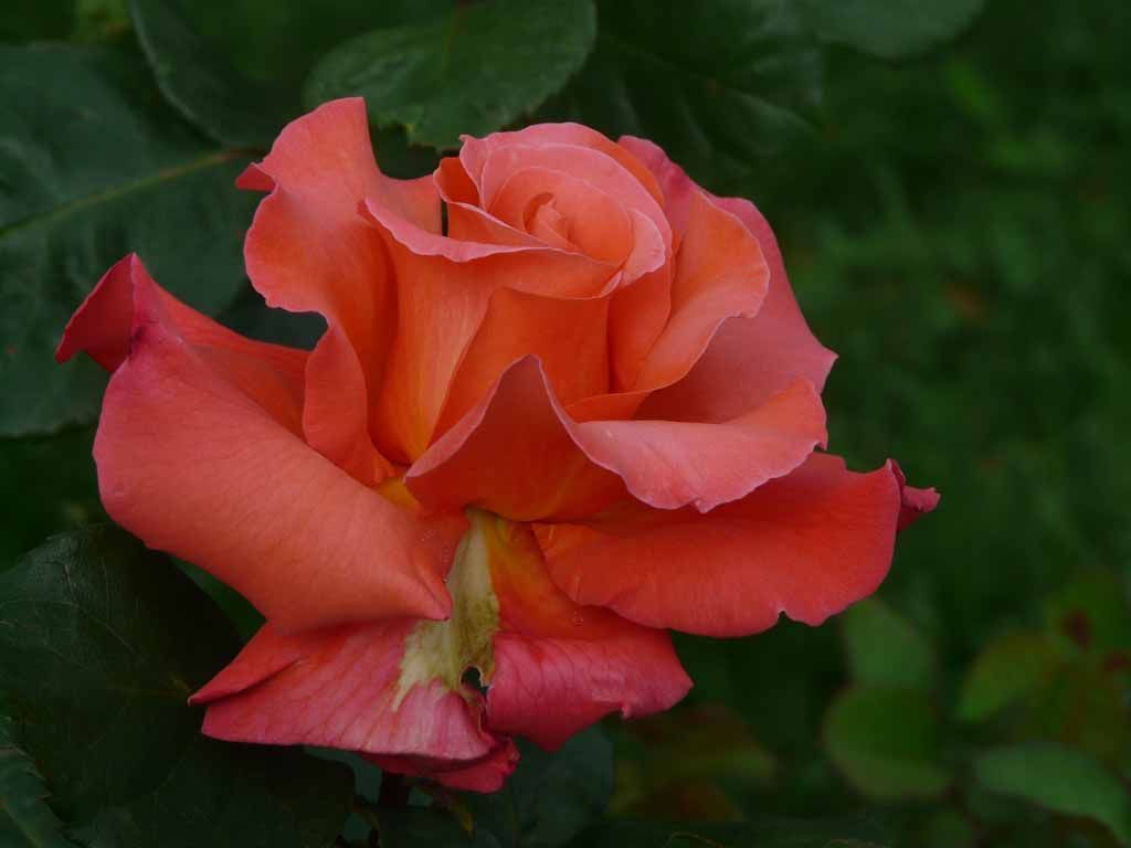 Le Jardin du Simurgh - Reiki - Saint-Légier