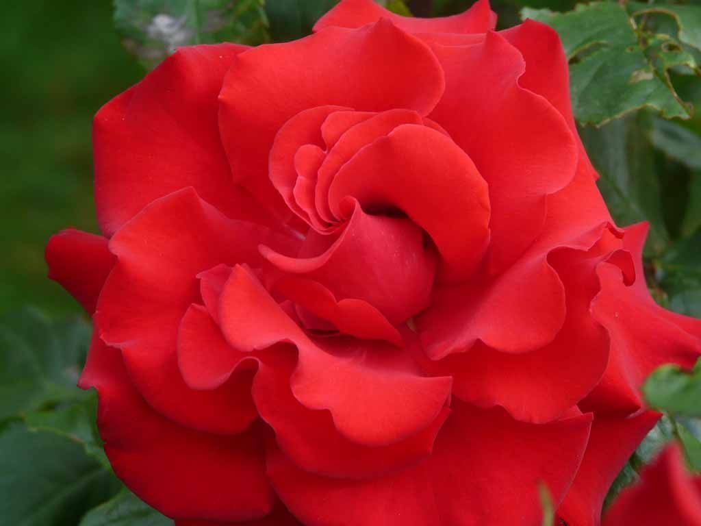 Le Jardin du Simurgh - Reiki - Saint-Légier