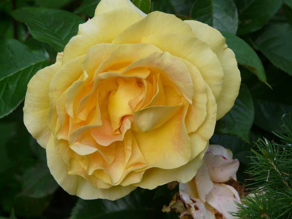 Le Jardin du Simurgh - Reiki - Saint-Légier