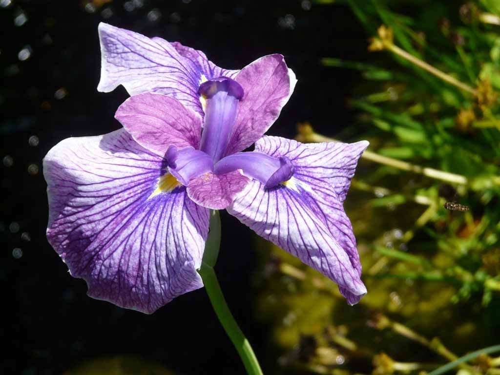 Le Jardin du Simurgh - Reiki - Saint-Légier