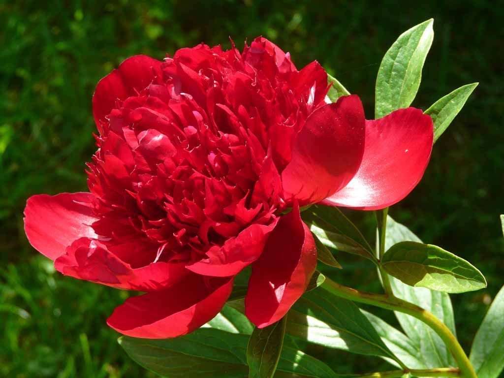 Le Jardin du Simurgh - Reiki - Saint-Légier