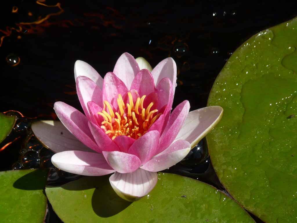 Le Jardin du Simurgh - Reiki - Saint-Légier