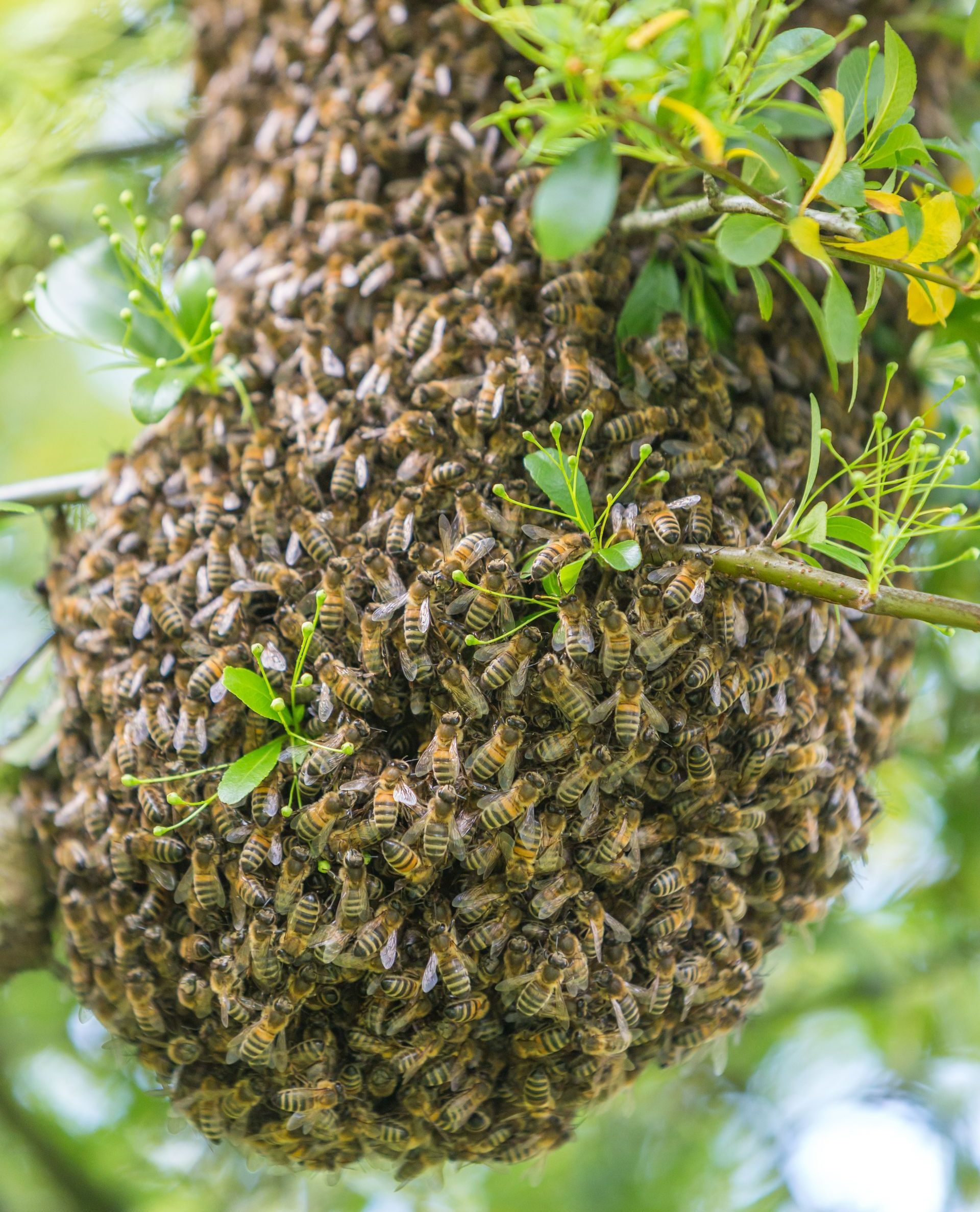 Un essaim d'abeilles sur une branche